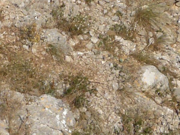 Green grass on white stones texture, visible in patches among a surface of brown dirt and large white rocks.